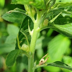 Passifloraceae