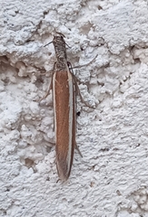 Pleurota aristella