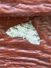 Lobophora