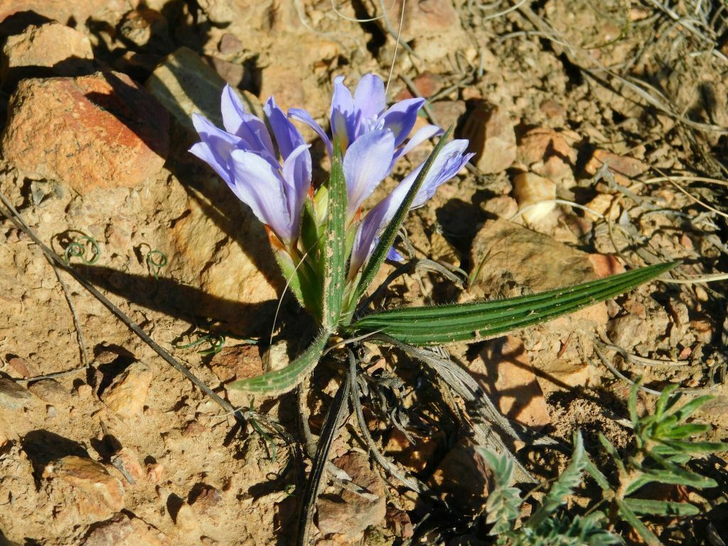 Babiana ambigua, Greyton Loerkloof, 7233, South Africa