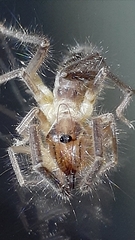 Ceromidae