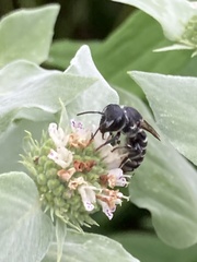 Megachile campanulae