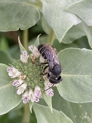 Megachile campanulae