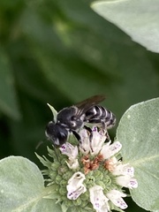 Megachile campanulae