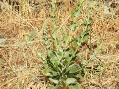 Verbascum rotundifolium