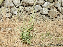 Verbascum rotundifolium