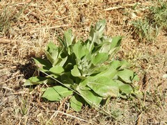 Verbascum rotundifolium
