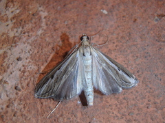 Euclasta splendidalis