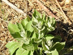 Verbascum rotundifolium