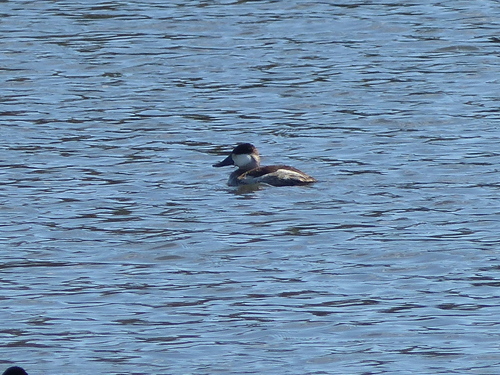 Oxyura jamaicensis image