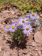 Erigeron pinnatisectus