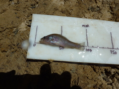 Aphredoderus sayanus