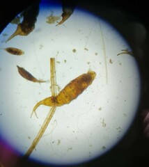 Ephydra flavipes