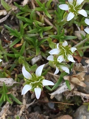 Cherleria biflora