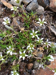 Cherleria biflora