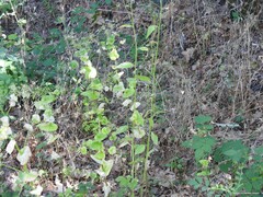 Smyrnium perfoliatum