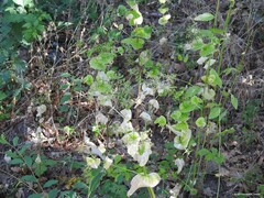 Smyrnium perfoliatum