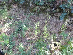 Smyrnium perfoliatum