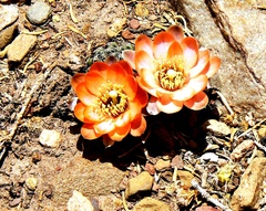 Aylostera pygmaea