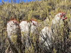 Oreocereus trollii