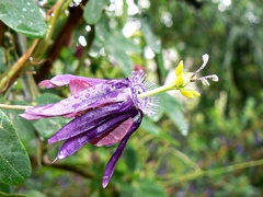 Passiflora umbilicata