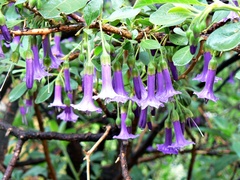 Eriolarynx australis