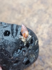 Nassarius gayii
