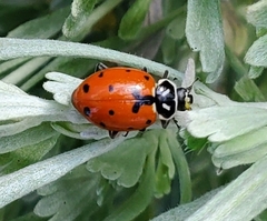 Hippodamia caseyi