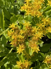 Phedimus kamtschaticus