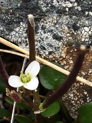 Cardamine bellidifolia