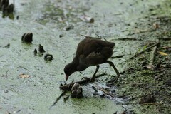 Gallinula chloropus