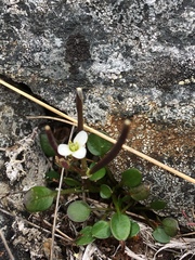 Cardamine bellidifolia