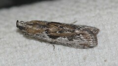 Magiria imparella