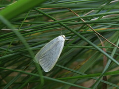 Cybosia