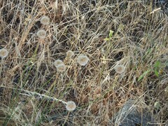 Armeria arenaria