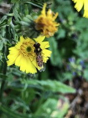 Episyrphus balteatus