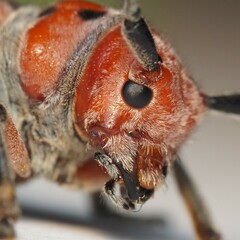 Tetraopes mandibularis