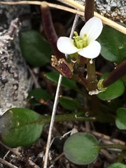Cardamine bellidifolia