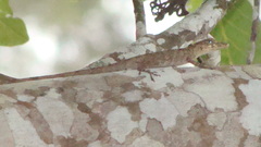 Anolis huilae