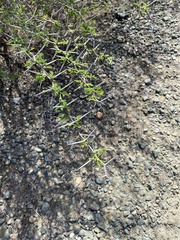 Vachellia tortuosa
