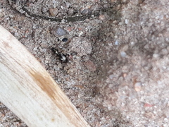 Bembidion quadrimaculatum