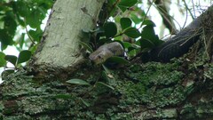 Drymarchon melanurus melanurus