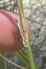 Crambus whitmerellus