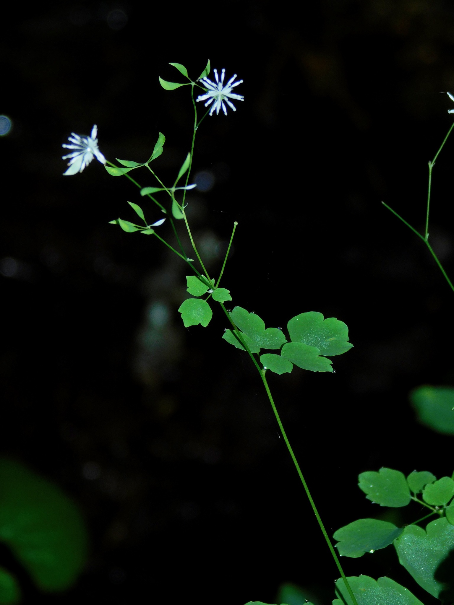 Thalictrum clavatum