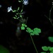Mountain Meadow-Rue - Photo (c) Michael J. Papay, some rights reserved (CC BY), uploaded by Michael J. Papay