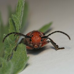 Tetraopes mandibularis