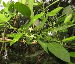 Cynanchum ellipticum