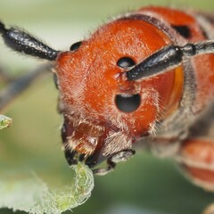 Tetraopes mandibularis
