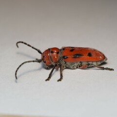 Tetraopes mandibularis