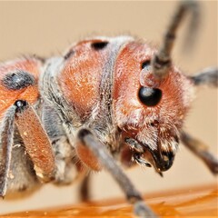 Tetraopes mandibularis